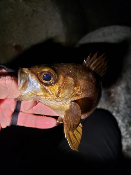 ディープ・パープルがお好きな様で