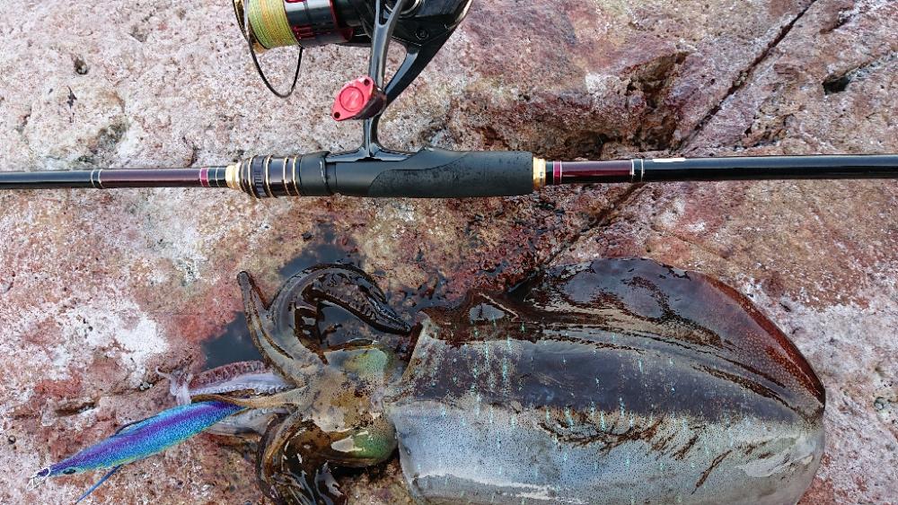 対馬エギング釣果……⑫