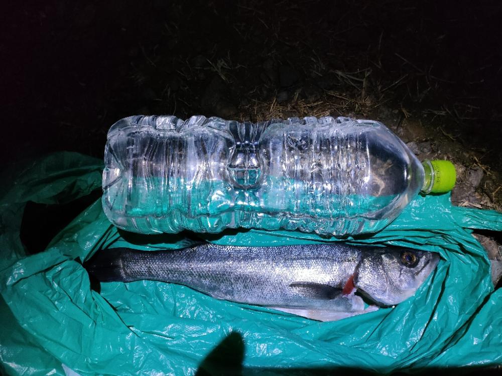 小魚風ワームでシーバス狙い