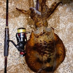 対馬エギング釣果……⑪