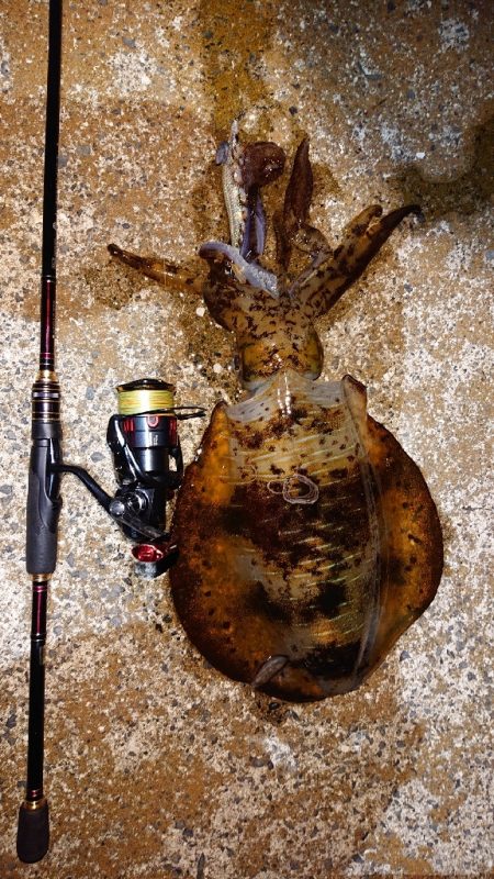 対馬エギング釣果……⑪