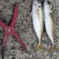 尺アジでーす。