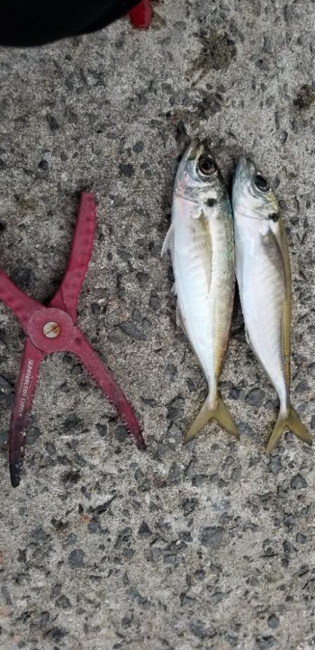 尺アジでーす。