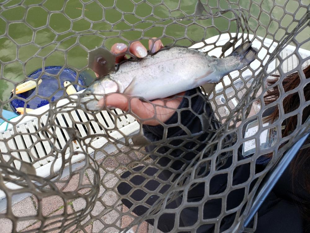 はじめてのトラウト