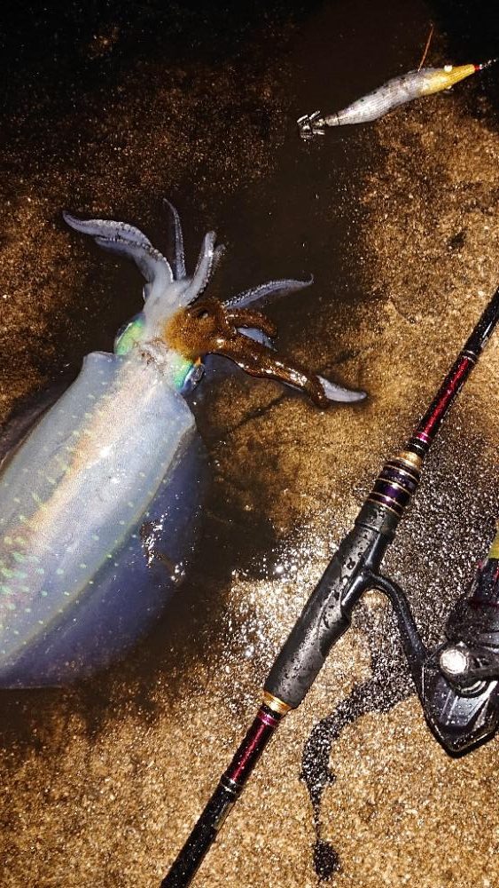 対馬エギング釣果……⑮