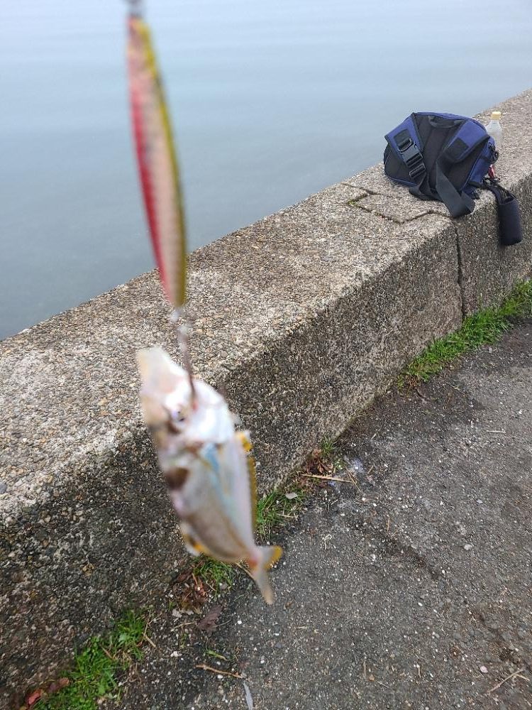 久しぶりのホーム