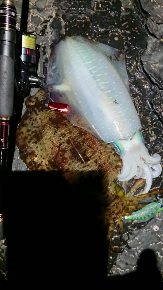 対馬エギング釣果……⑩