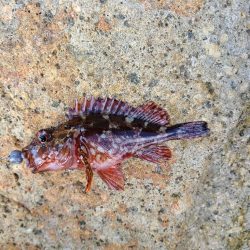 ガッシーは好調