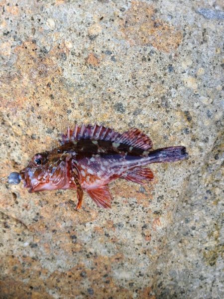 ガッシーは好調