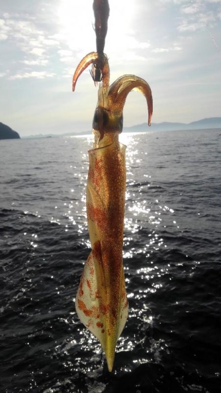 ヤリイカエギング！