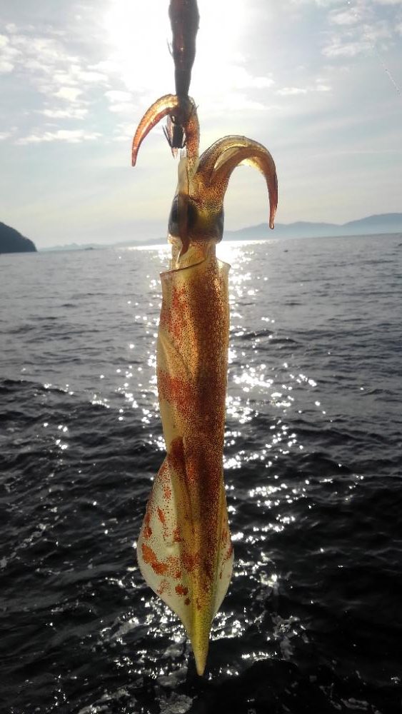 ヤリイカエギング!