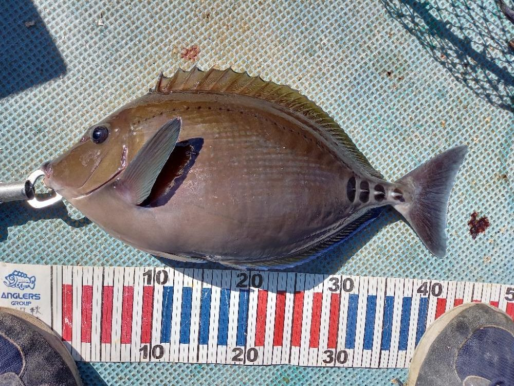 えり丸ブリリベンジ