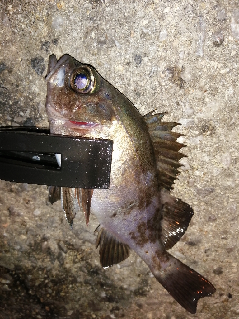 メバルですが。