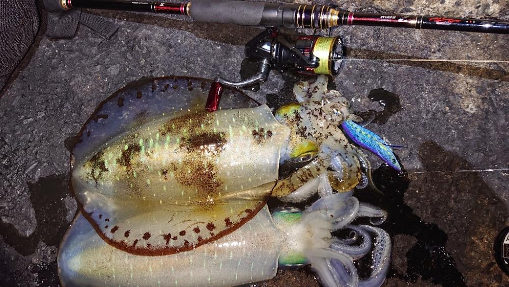 対馬エギング釣果……⑬