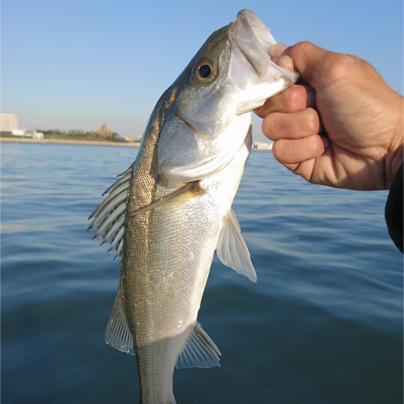 ボートシーバス