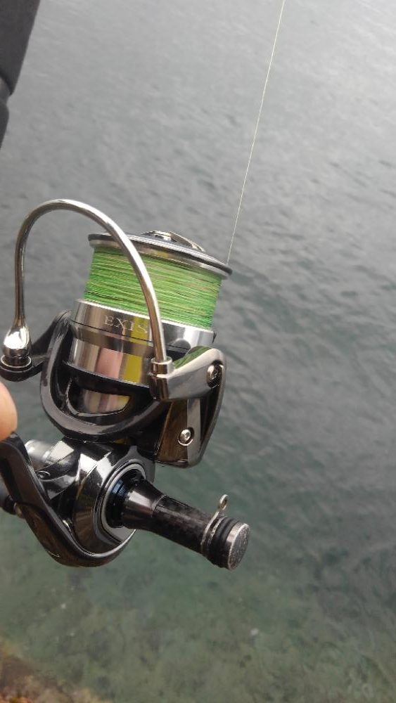 本日もヤリイカ調査❗