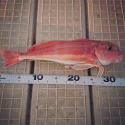 マイクロジギング