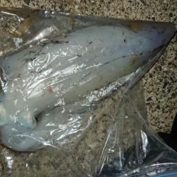 対馬エギング釣果……⑨