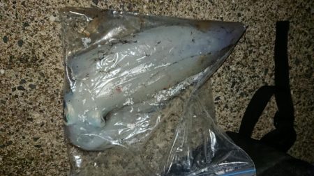 対馬エギング釣果……⑨