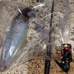 対馬エギング釣果……⑯