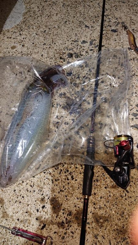 対馬エギング釣果……⑯