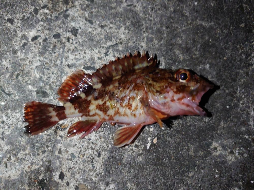 久しぶりの釣行。