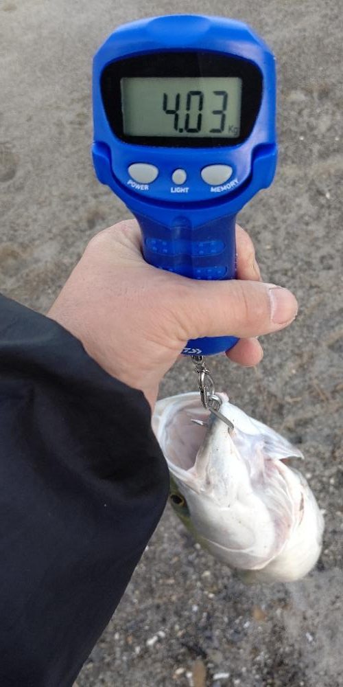 吹上浜で鰤ゲット!