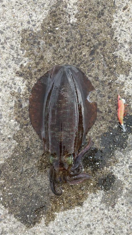 強風の中のエギング