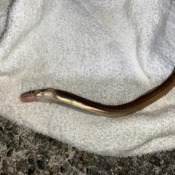 冬でもアナゴは絶好調!