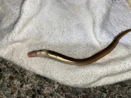 冬でもアナゴは絶好調！