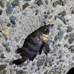 姫路網干周辺でメバリング！アミパターン攻略には最強ワーム！！