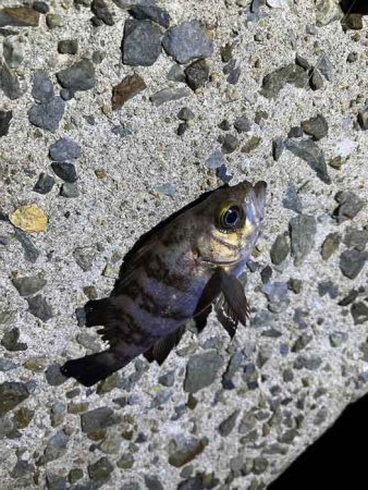 姫路網干周辺でメバリング！アミパターン攻略には最強ワーム！！