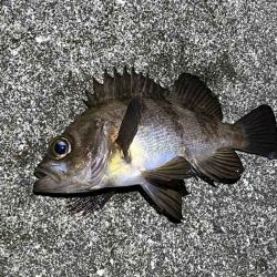 アミパターンメバルを最強アイテムで釣る！