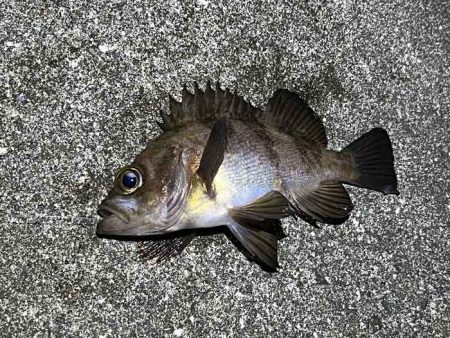 アミパターンメバルを最強アイテムで釣る！