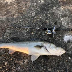 フロートからの、、、