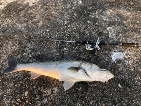 フロートからの、、、