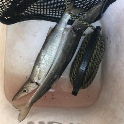 朝マズメのカマス釣り