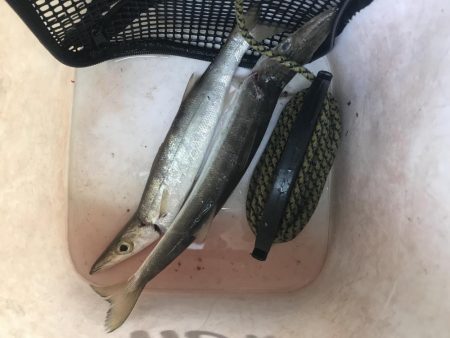 朝マズメのカマス釣り