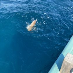 蒲生田沖でハマチ