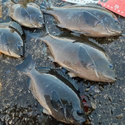 堤防グレ限界サイズ