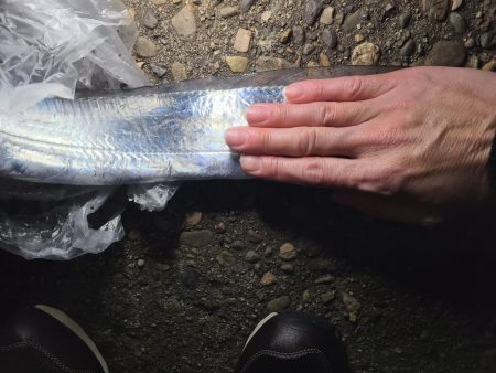 2月になりましたが