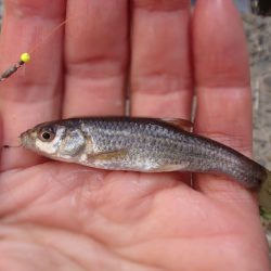 小物釣り 三目