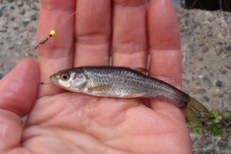 小物釣り 三目