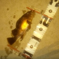 ショートバイト