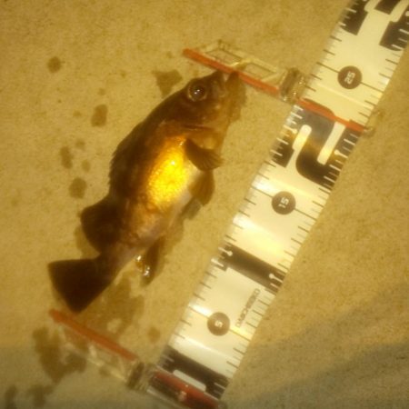 ショートバイト