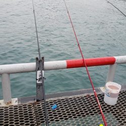 息子の勝利です！