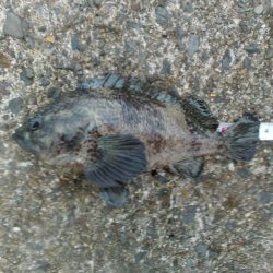 福井　釣果　グレ　良型　