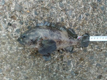 福井　釣果　グレ　良型　