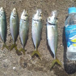 天気良し！風なし！絶好の釣り日和＾＾v