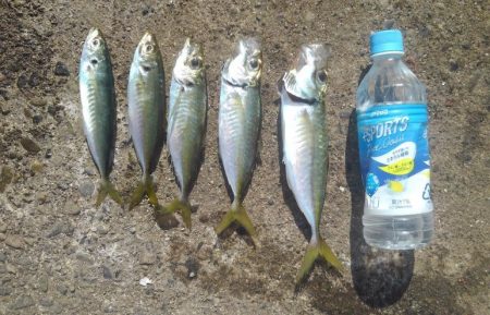 天気良し！風なし！絶好の釣り日和＾＾v